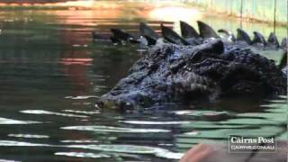 Cassius Worlds Largest Crocodile in Captivity Green Island Australia [upl. by Hernandez]