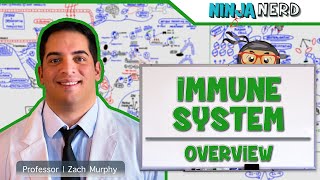 Immunology  Immune System Overview [upl. by Pero]