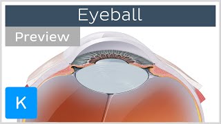 Eyeball structure and function preview  Human Anatomy  Kenhub [upl. by Anhoj]