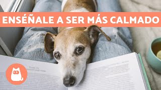 ¿Cómo tener un PERRO TRANQUILO ✅ 5 Consejos Efectivos y Fáciles [upl. by Herzel]