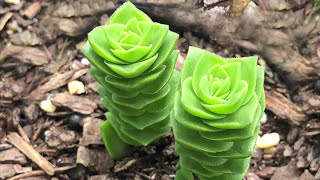 Crassula Varieties including Stacked Crassula Varieties  James Lucas Succulent collection [upl. by Enaenaj]