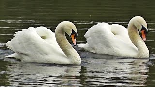 Swans Dancing  Mating Dance or Rotation Display [upl. by Yrag]