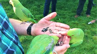 The Wild Parakeets Ringneck of Hyde Park in London UK [upl. by Nosahc]