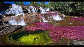 Caño Cristales Tour  Colombia  FlashpackerConnect [upl. by Latrena94]