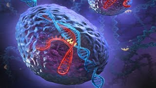 CRISPR Confirmation Genotyping CRISPRCas9 Gene Editing [upl. by Aseena421]