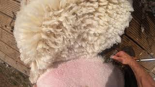 How to shear sheep go pro view [upl. by Nomrac]