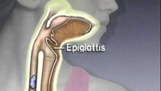 Through the Esophagus The Function of Peristalsis [upl. by Eimmis]