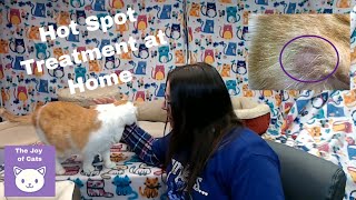 Cat Hot Spot Treatment at Home using colloidal silver [upl. by Aivitnahs]