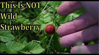 THIS IS NOT WILD STRAWBERRY [upl. by Itnaihc]