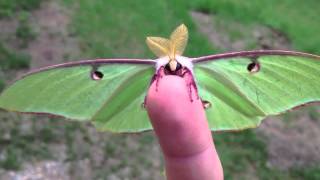 Actias Luna Moth  Green Lunar Moth [upl. by Maible]