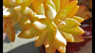 Ten Terrific Colorful Succulents [upl. by Manella]