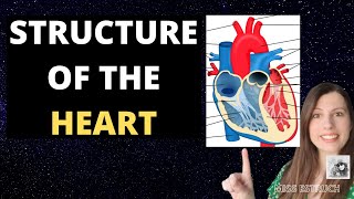 Heart Structure Alevel Biology Atria ventricles blood vessels semivalves and AV valves [upl. by Everick231]