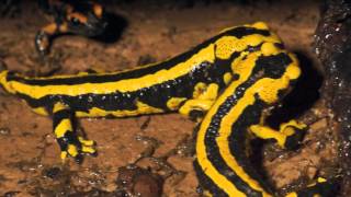 Salamandra salamandra terrestris [upl. by Samala]