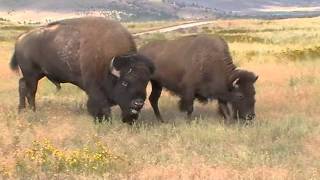 Bison sounds closeup in Montana [upl. by June]