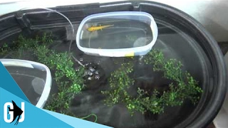 418 DIY Axolotl Stock Tank Breeding Habitat  DIY Wednesday [upl. by Erait]