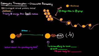 Chromatin Remodeling in Eukaryotes [upl. by Vanya]