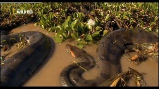 LA ANACONDA REINA DE LAS SERPIENTES  DOCUMENTAL [upl. by Pelaga]