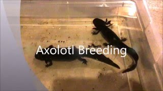 Axolotl Breeding [upl. by Eila]