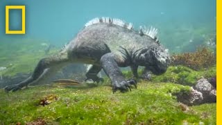 Swim Alongside a Galápagos Marine Iguana  National Geographic [upl. by Accem]