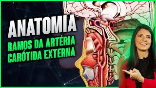 ANATOMIA  ramos da artéria carótida externa  Dra Walkyria Fernandes [upl. by Deedee]