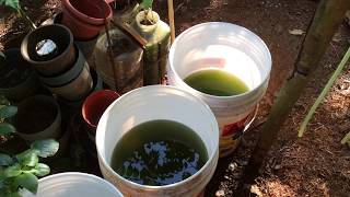 How to grow Green Water Algae [upl. by Ettenotna204]