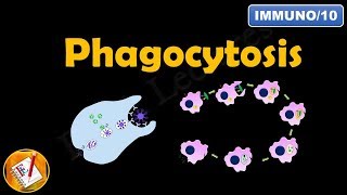 INFLAMMATION Part 3 Leukocyte Activation  PHAGOCYTOSIS [upl. by Hafital]