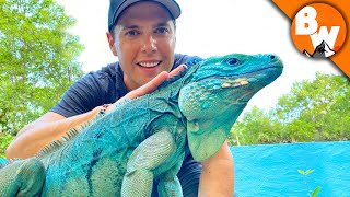 Blue Iguana Fights Extinction and Wins [upl. by Siroved]