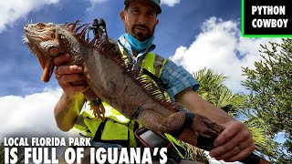 Live Iguana Removal At Florida Park Over Run By Invasive Iguanas [upl. by Bradly]