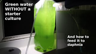 Green Water WITHOUT a Starter Culture  From Scratch  How To [upl. by Wolenik]