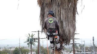 Preventing Palm Tree Trimmer Fatalities [upl. by Melessa]