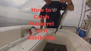 How to Catch Mackerel on a Sabiki Rig [upl. by Roos]