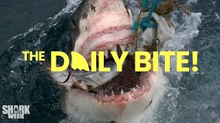 What are the Ampullae of Lorenzini  Countdown to Shark Week The Daily Bite [upl. by Nnaeel868]