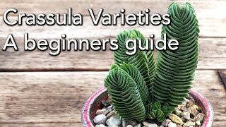 Crassula Varieties  A beginners guide [upl. by Mahseh]