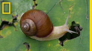 Snail Hits Predator with Its Shell  National Geographic [upl. by Zeena]