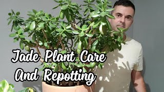 Jade Plant Care  Repotting My Huge Jade [upl. by Eimaj975]