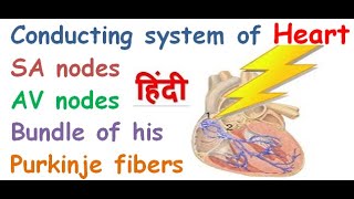 Conducting system of heart in hindi  SA node  AV node  purkinje fibers  bundle of his [upl. by Sausa695]