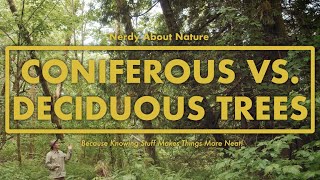 Coniferous VS Deciduous Trees  Whats the Difference  Nerdy About Nature [upl. by Divod]