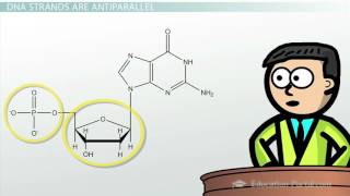 DNA  Adenine Guanine Cytosine Thymine [upl. by Reltuc]