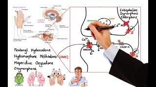 Pharmacology  OPIOIDS MADE EASY [upl. by Sherborn249]