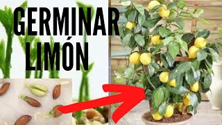 🍋🍋 COMO GERMINAR SEMILLAS DE LIMÓN  MÉTODO INFALIBLE [upl. by Troyes]