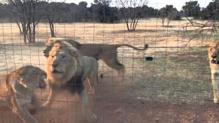 Hungry lions getting meat AFRICA [upl. by Connolly938]