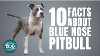 10 Facts About Blue Nose Pitbull  Dogs 101  Blue Nose Pitbull [upl. by Sulrac]