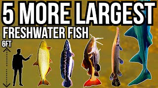 5 More of The Largest Freshwater Fish In The World Part 5 [upl. by Juditha88]