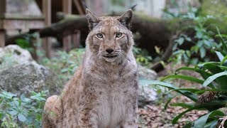 Lynx VS Bobcat  FAQ Friday [upl. by Necyla]