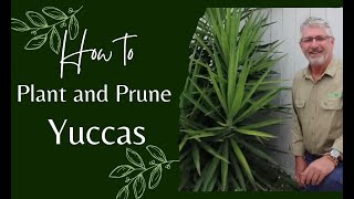 How to Prune and Plant Yuccas [upl. by Pattison]