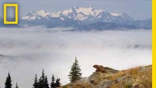 Marmots of Olympic National Park  Americas National Parks [upl. by Ynez]