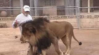 LION HAND FEEDING [upl. by Roid]