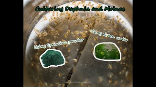 How To Culture Daphnia and Moinas using Green Water Spirulina powder [upl. by Neelrad]