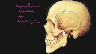 Temporal fossa explained [upl. by Akinas]