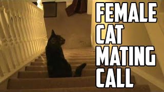 Trubble  Female Cat Mating Call [upl. by Mateo]